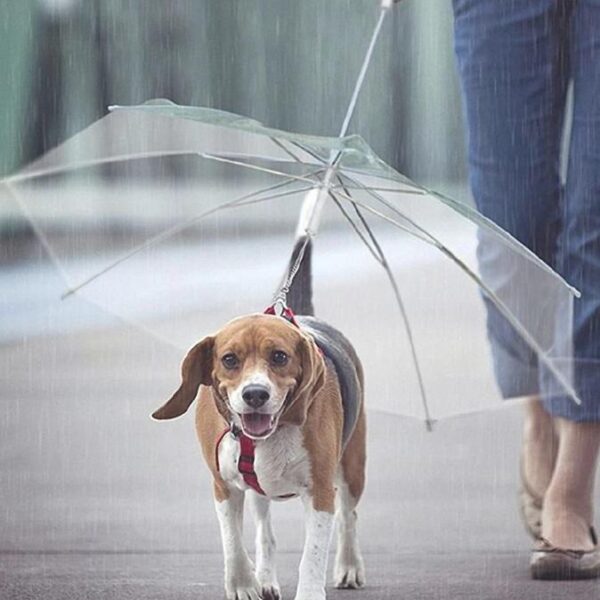 Paraplu voor honden