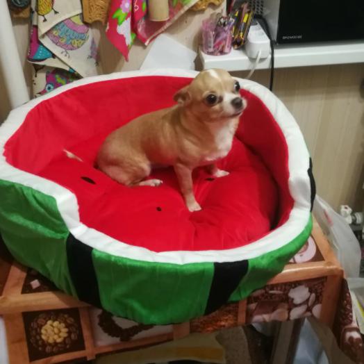 Hondenmand in watermeloenvorm