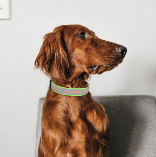 Nylon Reflecterende Halsband voor Hond met Geborduurde tekst