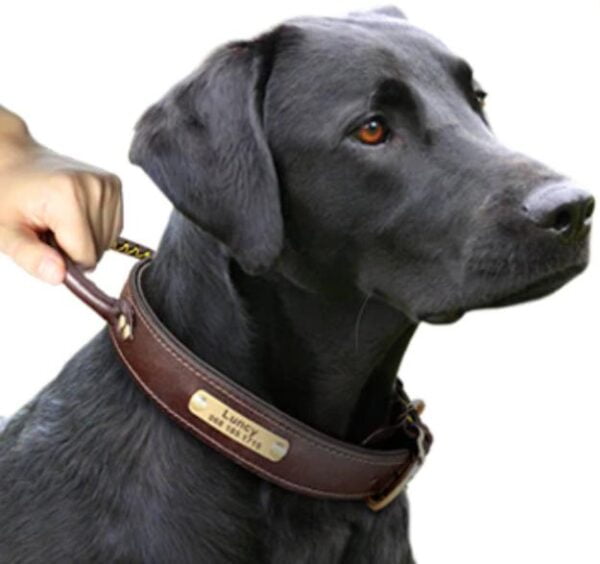 Leren Halsband voor Hond met Handvat – Met Gepersonaliseerde Tekst