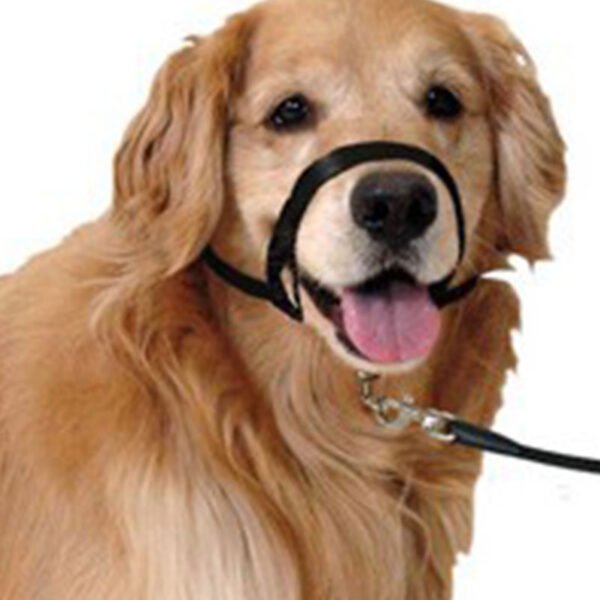 Neusband/Hoofdhalsband/Gentle Leader voor Honden - Neem controle over uw dier